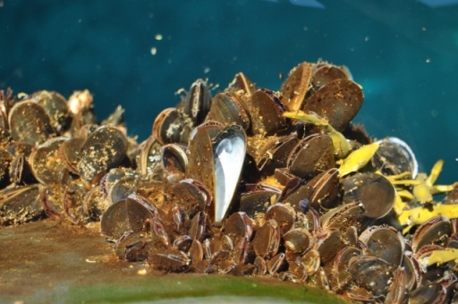 DSC_0581 (640x425)