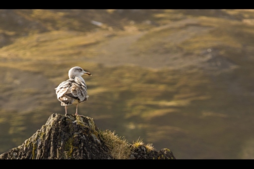 Möwe v2 (800x533)